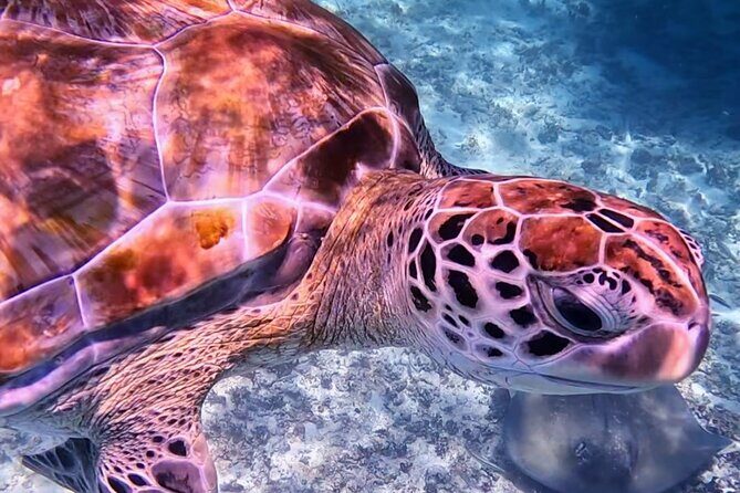 1.5 hours Snorkeling at Tulum's paradise reef - Snorkeling at Tulum’s Paradise Reef: what this day is really like