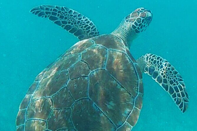 1.5 hours Snorkeling at Tulum's paradise reef - Who should book this Tulum snorkel-and-ruins combo