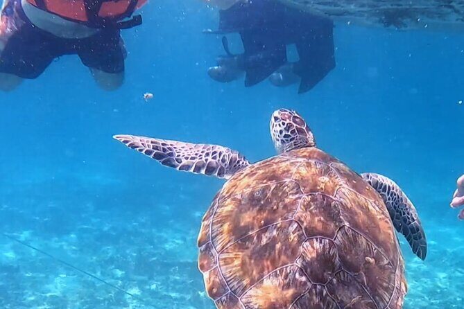 1.5 hours Snorkeling at Tulum's paradise reef - The ruins from the water: why that first stop is worth it