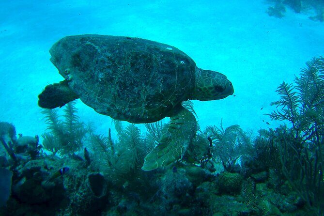 1 Tank Dive for certified divers - Gear Rental: The One Area Worth Your Extra Minute
