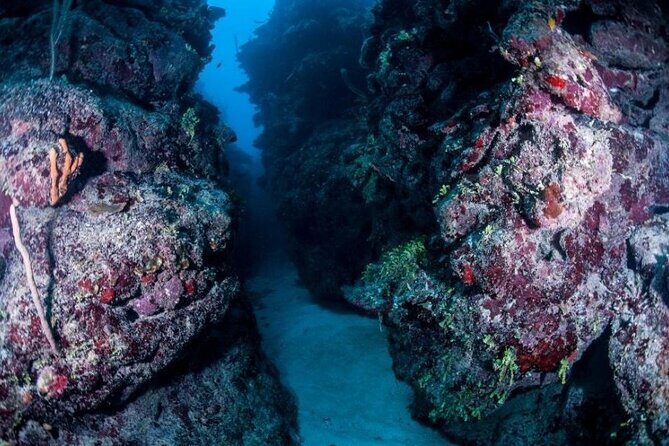 1 Tank Dive for certified divers - Where It Meets in Mahahual and Why It’s Convenient