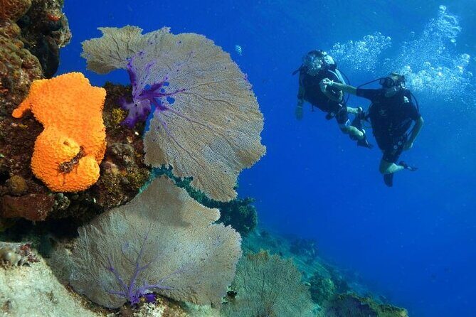 1 Tank Guided Shore Dive Including Equipment - Marine Life Targets: Moray Eels, Caribbean Squid, and Lobsters