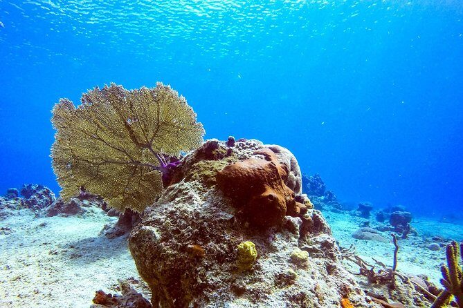 1 Tank Guided Shore Dive Including Equipment - Guides Who Teach While You Explore (Del, Maddy, and Ramone)