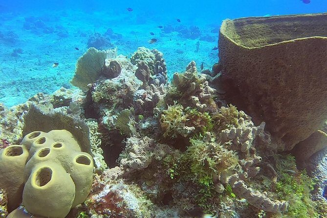 1 Tank Guided Shore Dive Including Equipment - Sea Conditions and Weather: When Plans Shift