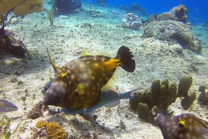 1 Tank Guided Shore Dive Including Equipment - Who This One-Tank Shore Session Fits Best