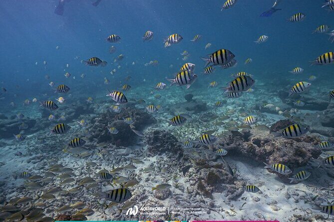2-Hour Snorkeling Paradise Reef in Cancún Underwater Museum - Punta Nizuc and MUSA: a smart combo in two hours