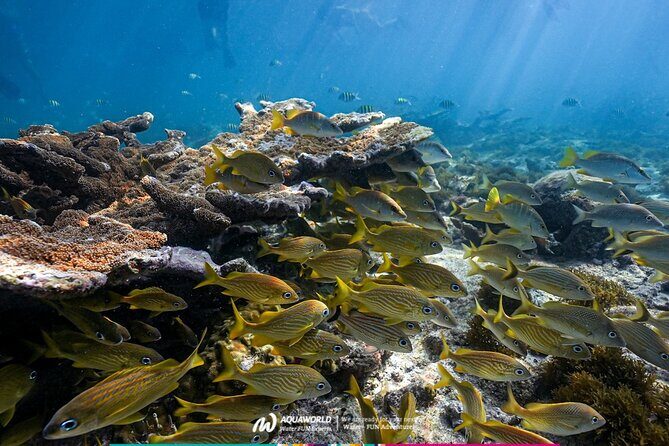 2-Hour Snorkeling Paradise Reef in Cancún Underwater Museum - Punta Nizuc reef snorkeling: what this tour is really for