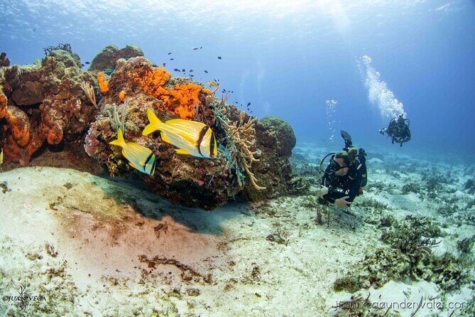 2 Tank Cozumel Reef Boat Dives - Key highlights at a glance