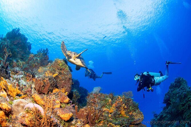 2 Tank Cozumel Reef Boat Dives - Optional afternoon and twilight/night departures: choosing the vibe