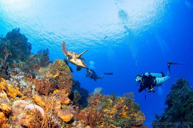 2 Tank Cozumel Reef Boat Dives - Price and value: is $179.21 a fair deal?