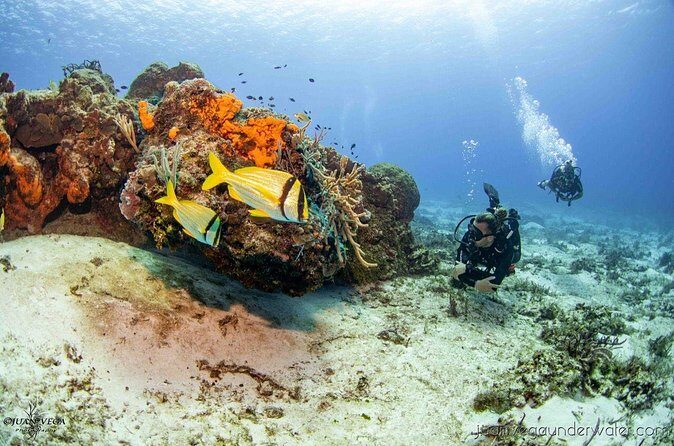 2 Tank Cozumel Reef Boat Dives - Timing and meeting point: where you start in San Miguel