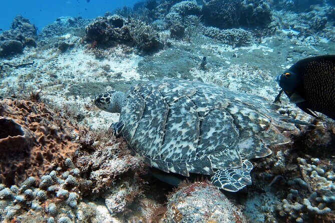 2 Tank Cozumel Reef Boat Dives - Your 9:30 am rhythm: briefing, 30–45 minutes on the water, then two tank stops