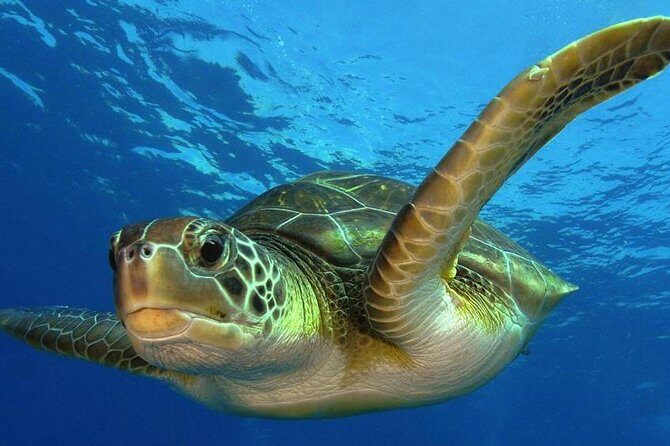 2 Tank Dive (for certified divers) - Costa Maya’s barrier reef: finger canyons and what you might see
