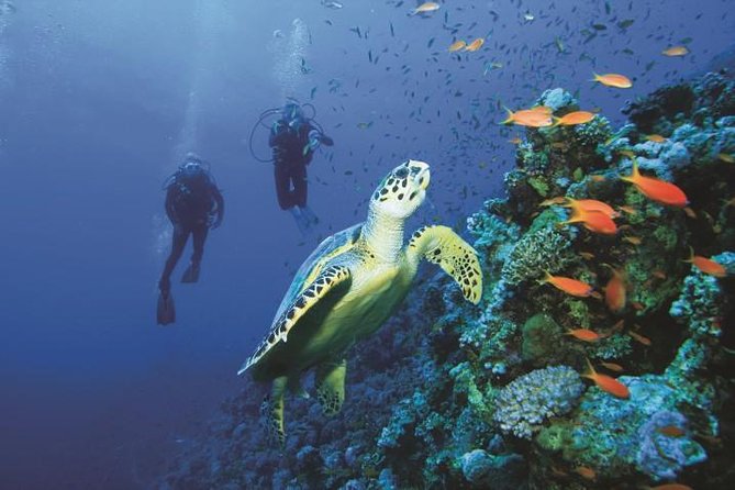 2 Tank Dive in Cozumel - Playa Del Carmen to Cozumel Without the Headache
