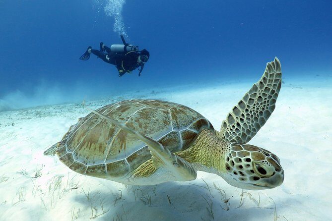 2-Tank Morning or Afternoon Dives in Playa del Carmen certified Divers Only - Morning (8:00–12:00) vs Afternoon (12:00–16:00): choose by your comfort