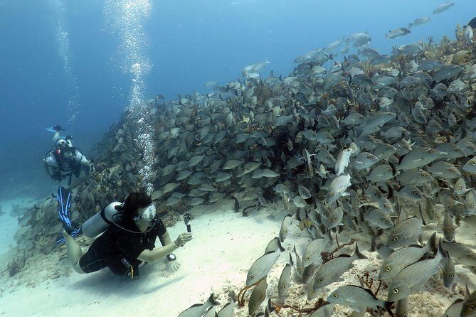 2-Tank Morning or Afternoon Dives in Playa del Carmen certified Divers Only - The rhythm on the water: what each reef stop is really for