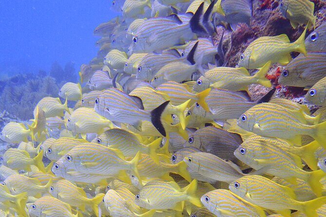 2 Tank Reef Dive in Mexico - Wetsuits, sunscreen rules, and reef-protection that’s actually enforced