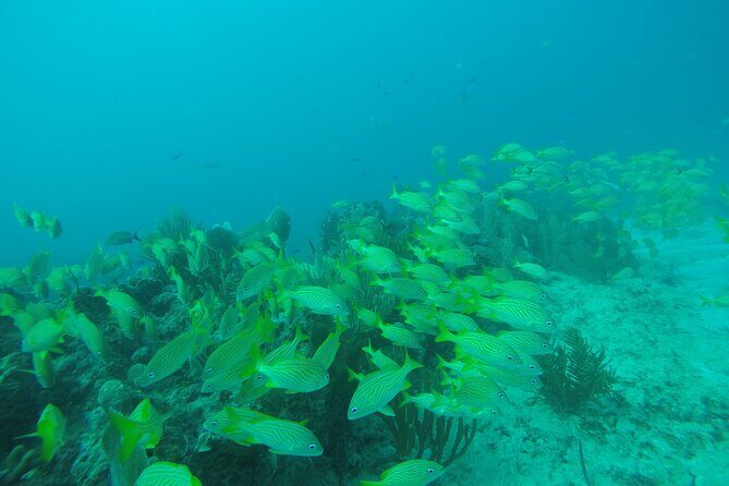 2 Tank Reef Dive in Mexico - Check-in and boat briefing: what happens before you’re in the water