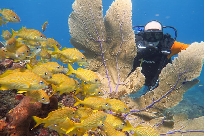 2 Tanks Dives Cancun Underwater Museum for Certified Divers - Manchones Reef: the second session at 10m / 33ft