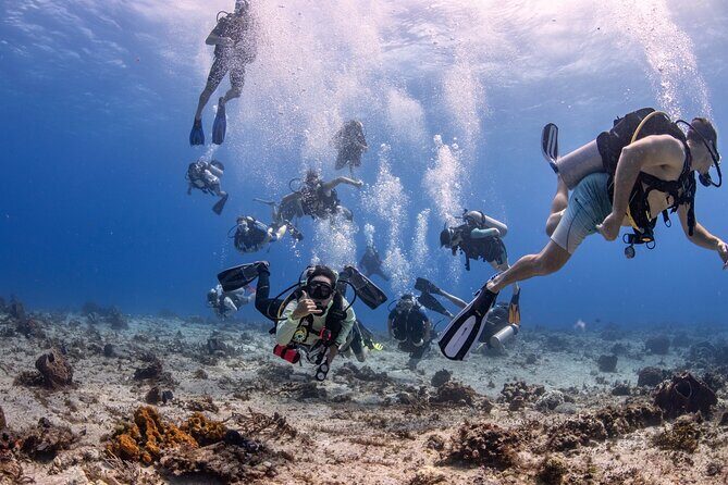 2 Tanks dives for Certified Divers in Cozumel - Key Highlights You’ll Care About