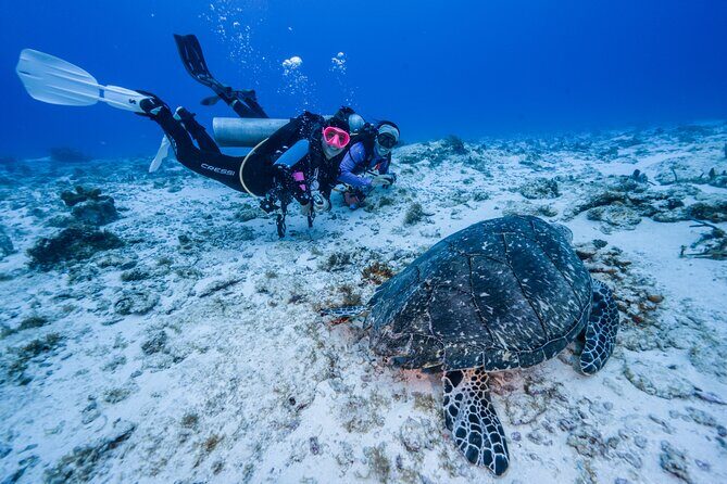 2 Tanks dives for Certified Divers in Cozumel - From Marina Fonatur to Palancar Reef: How the Morning Flows