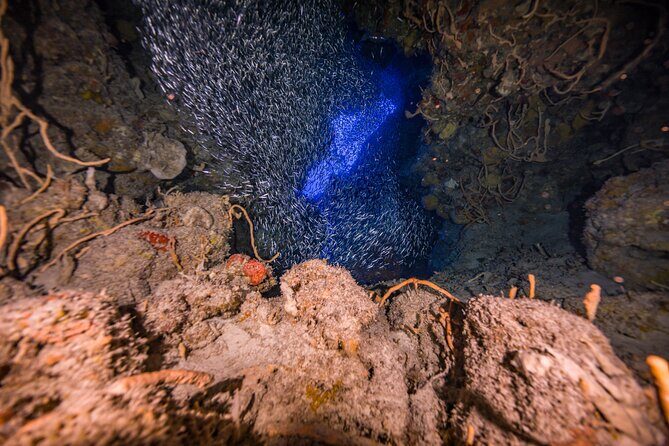 2 Tanks dives for Certified Divers in Cozumel - The Second Reef Stop: A Different Area, More Chances to Spot Animals