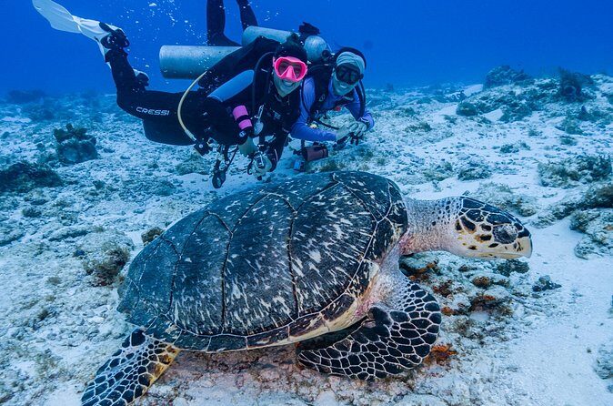 2 Tanks dives for Certified Divers in Cozumel - What You’ll See: Sharks, Rays, Turtles, Eels, and More