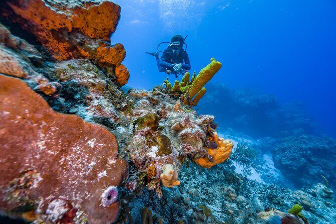 2 Tanks dives for Certified Divers in Cozumel - Palancar Reef: The First Underwater Stop That Sets the Tone