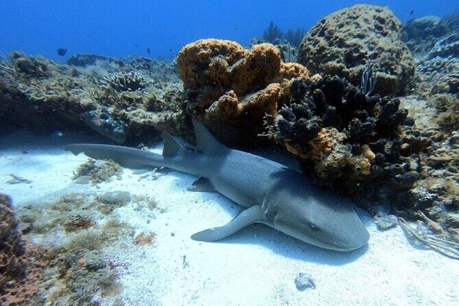 2 tanks for certified divers - Who This Works Best For (and Who Should Rethink)