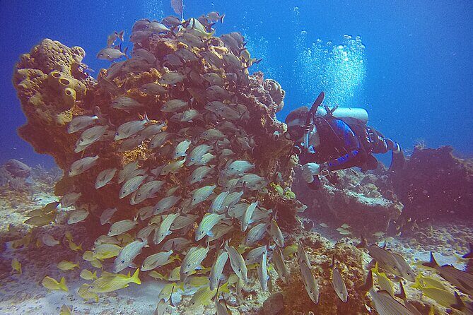 2 Tanks Scuba Diving in Punta Cancun Reefs for Certified Divers - Full Gear Included: What’s Provided and What You Should Bring