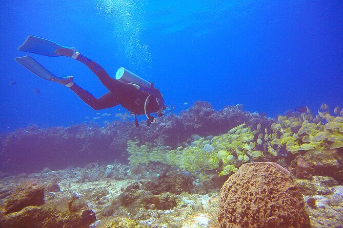 2 Tanks Scuba Diving in Punta Cancun Reefs for Certified Divers - Underwater Sessions: Wildlife, Caves, and Why Guide Style Matters
