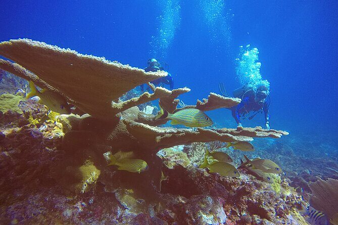 2 Tanks Scuba Diving in Punta Cancun Reefs for Certified Divers - Who This Tour Suits Best (and Who Should Skip)