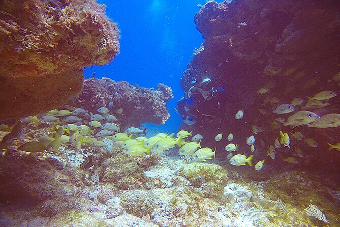 2 Tanks Scuba Diving Wreck and Reef in Cancun for Certified Divers - Price: is $159 actually good value here?