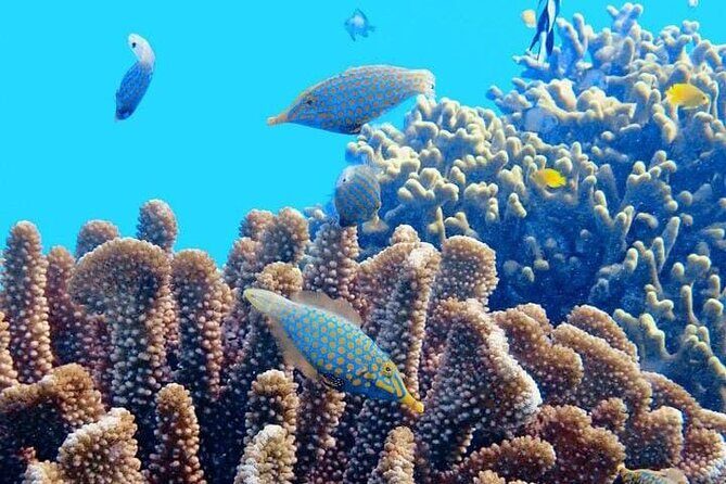 2x1 Tour: Isla Contoy, Isla Mujeres, Open Bar, Lunch and Transfers - Price and Value at $190, Plus the 20 USD Port Tax
