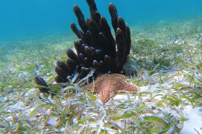 3 Hour Costa Maya Snorkeling Excursion - La Leyenda ECO-TOURS - From Hotel 40 Cañones to the Reef: The start of your Costa Maya snorkel