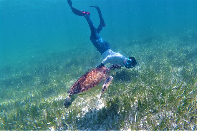 3 Hour Costa Maya Snorkeling Excursion - La Leyenda ECO-TOURS - The team in the water: guides, captains, and that close-up help