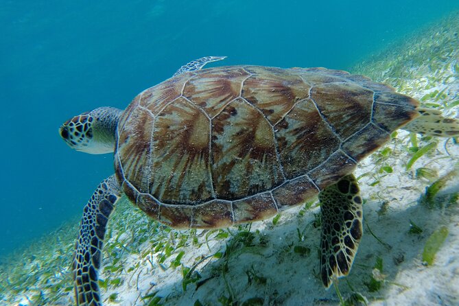 3 Hour Costa Maya Snorkeling Excursion - La Leyenda ECO-TOURS - Getting wet and staying comfortable on a 25ft panga