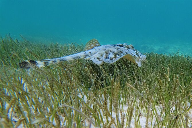 3 Hour Costa Maya Snorkeling Excursion - La Leyenda ECO-TOURS - What you eat and drink: guacamole, snacks, and post-snorkel relaxation