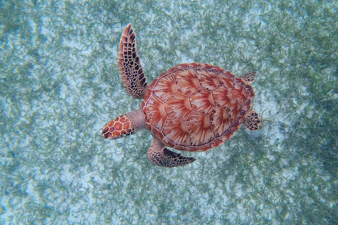 3 Hour Costa Maya Snorkeling Excursion - La Leyenda ECO-TOURS - Reef life you should look for (so you notice it in the water)