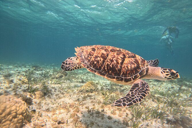 3 in 1 Jungle Speedboat and Snorkeling in Cancun - Marina Chac Chi meeting: lockers, gear, and getting boat-ready