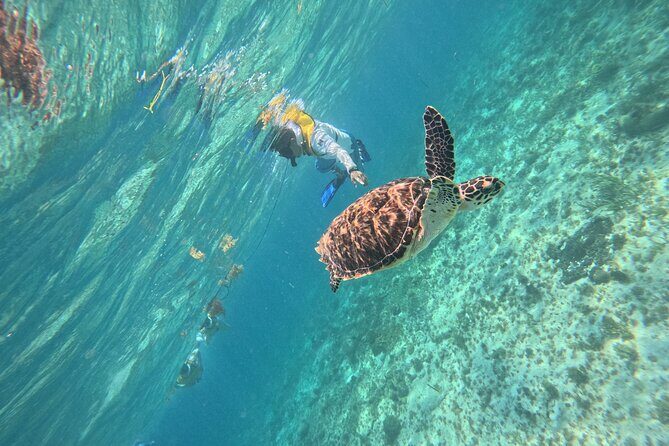 3 in 1 Jungle Speedboat and Snorkeling in Cancun - Laguna Nichupte mangrove ride: calm channels after the reef