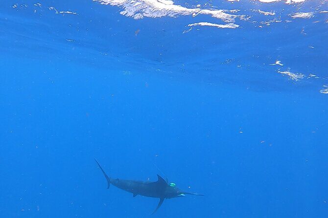 4 Hour Costa Maya Fishing and Snorkeling Experience - Snorkeling for One Hour: Great Mesoamerican Reef Life, Close to Shore