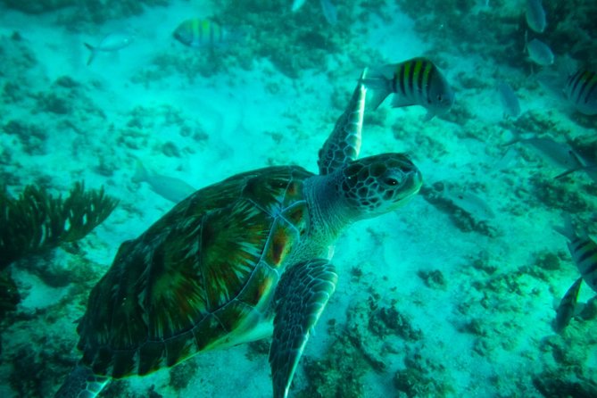 4H private 40' Yacht All-Inclusive in Tulum & Playa del Carmen - Fishing from the boat (and what happens to your catch)