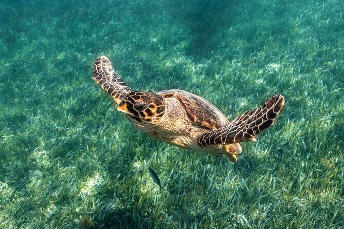 5-in-1 Cancun Snorkeling Tour with Sea Life & Transport Included - 5 Stops in One Cancun Snorkeling Tour: How the Value Adds Up
