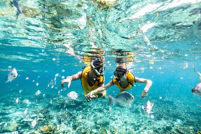 5-in-1 Cancun Snorkeling Tour with Sea Life & Transport Included - Wildlife Expectations: What You’ll Likely See (and What You Should Not Promise Yourself)