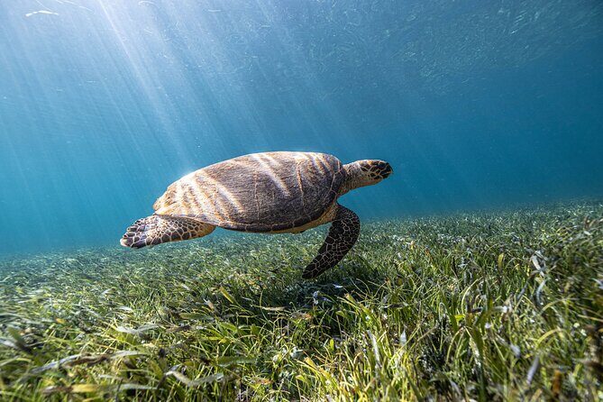 5-in-1 Cancun Snorkeling Tour with Sea Life & Transport Included - Stop-by-Stop: Coral Reef to Cenote (and the Underwater Art You’ll Want to See)