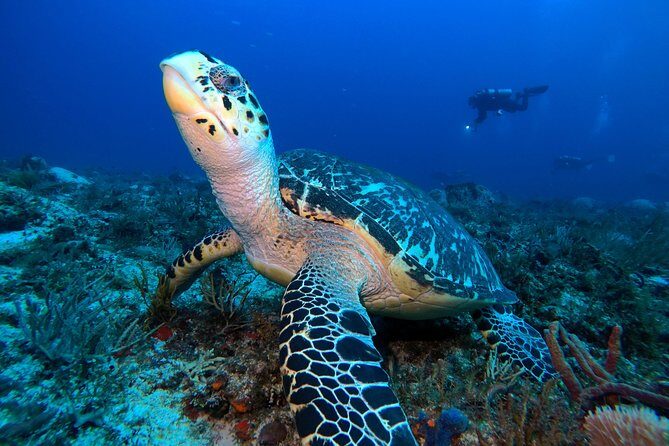 Advanced Open Water Diver course PADI in Playa del Carmen - Playa del Carmen is a smart base for PADI Advanced