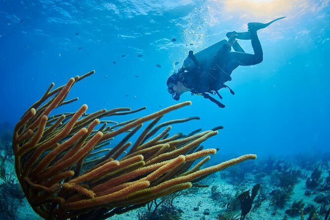 Advanced Open Water Diver course PADI in Playa del Carmen - Sea or cenotes: what changes in your training environment