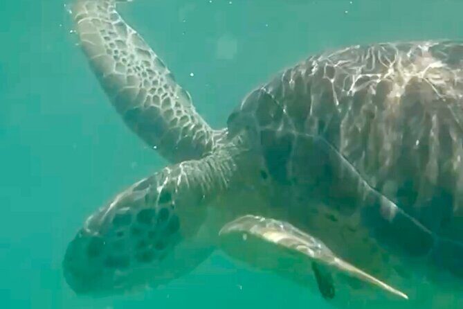 Akumal Bay snorkeling, plus 3 cenotes and great food - Akumal Bay snorkeling: the reef, the rules, and the turtle odds