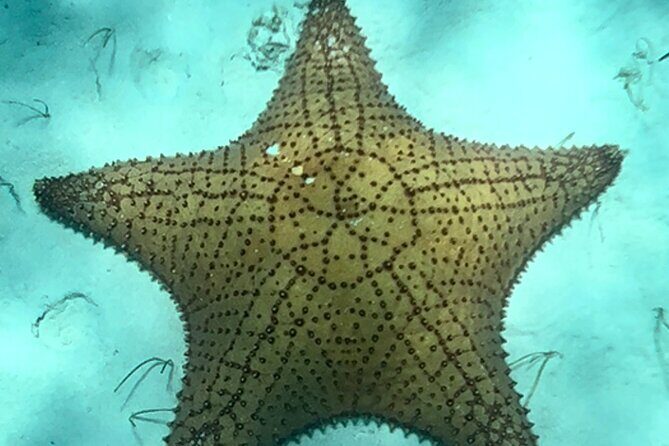 Akumal Bay snorkeling, plus 3 cenotes and great food - Private cenotes: quiet swims in a jungle that feels like it’s yours